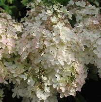 Image result for Hydrangea pan. Grandiflora