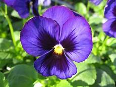 fiori a palla viola fiore viola piante annuali caratteristiche della viola fiori a palla viola fiore viola piante annuali caratteristiche della viola