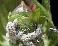 Image result for Insect Infestation