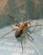 Image result for False Brown Widow Spider