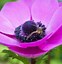 Image result for anemone