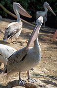 Image result for Pelican Perception Angler