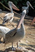 Image result for Pelican Sunset
