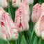 Image result for Tulipa Merel Delight
