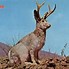 Image result for Jackalope Mythical Creature