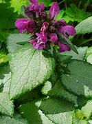 Image result for Lamium maculatum Sterling Silver