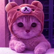 Image result for Cute Love Funny Cat Meme