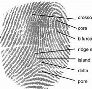 Image result for Mobile Phone Fingerprint Scanner