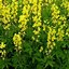 Image result for Thermopsis caroliniana