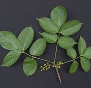 Image result for Bursera Simaruba Tree Leaves