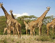 Image result for Kenya Giraffe