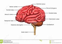 Image result for Brain Drawing Easy Simple