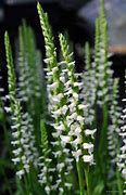 Image result for Spiranthes cernua f. odorata Chadds Ford