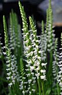 Image result for Spiranthes Chadds Ford