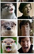 Image result for Sherlock vs Otter