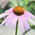 Image result for Echinacea purpurea Kims Knee High (r)