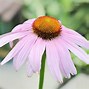 Image result for Echinacea purpurea Kims Knee High ®