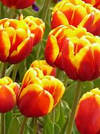 Image result for Gambar Bunga Tulip