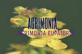 Image result for agrinonia