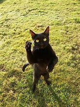 Image result for Cat Standing High Five Meme