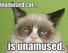 Image result for Unamused Cat Meme