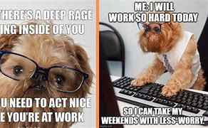 Image result for Animals at Work Meme