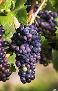 Image result for Dark Purple Grapes