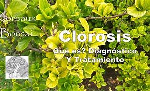 Image result for clorosis