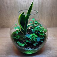 Image result for Beautiful Terrarium Plants
