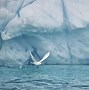 Image result for What Animals Live in Antarctica Emperor Penguin