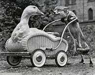 Image result for Vintage Weird Animals