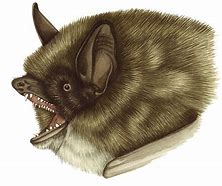 Image result for Himalayan Whiskered Bat