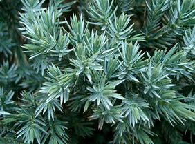 Image result for Juniperus squamata Blue Star