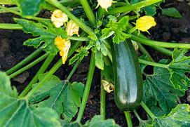 Image result for Growing Squash in Pots