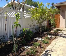 Image result for Fruit Trees in Front Yard