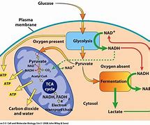 Image result for Anaerobic Respiration Pathway