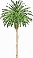 Image result for Verizon Palm Tree