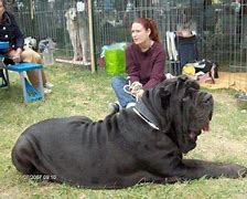 Image result for Largest Neapolitan Mastiff Dog