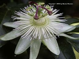 Image result for White Passion Flower Vine