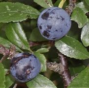 Image result for sloes