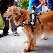 Image result for Assistance Dog Harness