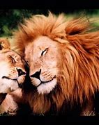Image result for Adorable Animal Love