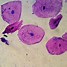 Image result for Cells Under Microscope Ciircle