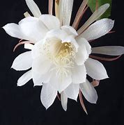 Image result for Epiphyllum Heureka