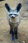 Image result for Bat-Eared Fox Zoo Praha