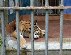 tigre in gabbia il 30 novembre fuorituttidallozoo crudiezine tigre in gabbia il 30 novembre fuorituttidallozoo crudiezine