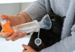 Image result for Cats Breathing with Asthma