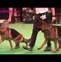 Image result for What Is a German Shepherd Show Dog