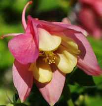 Image result for Aquilegia caerulea Spring Magic Rose White