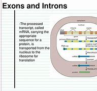 Image result for Intron Và Exon